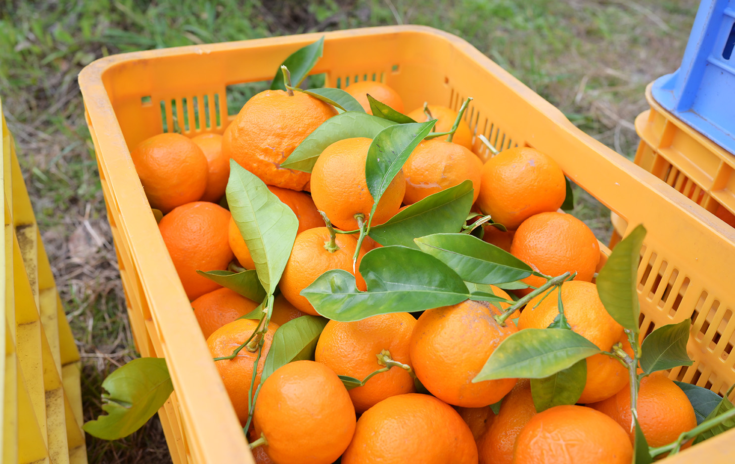 鮮やかに色づいた、収穫期のだいだい。